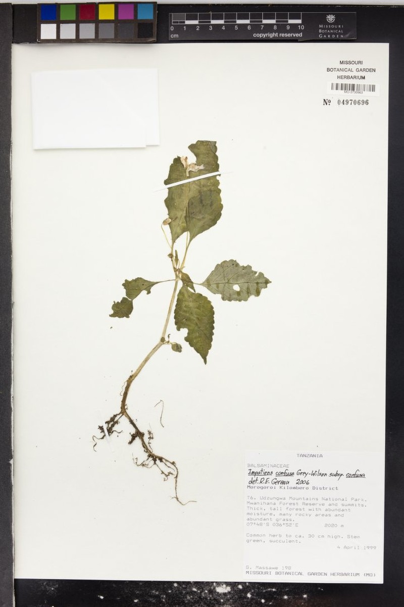 Impatiens confusa subsp. confusa photo 2