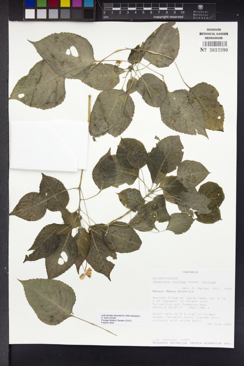 Impatiens confusa subsp. confusa photo 3