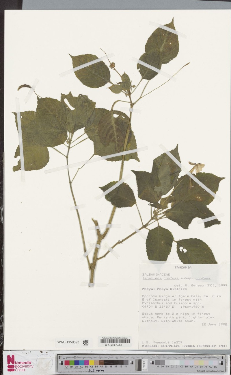 Impatiens confusa subsp. confusa photo 4