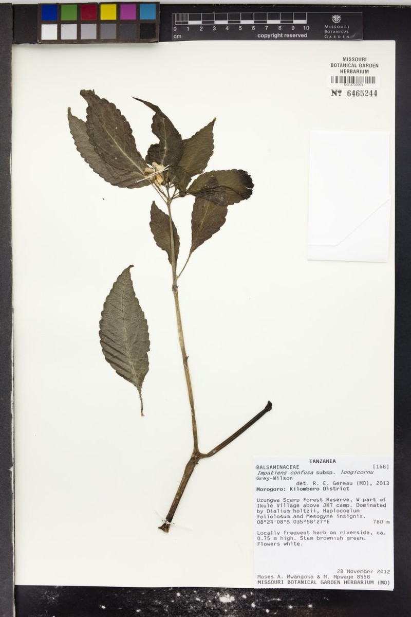 Impatiens confusa subsp. longicornu