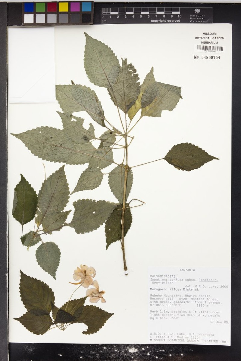 Impatiens confusa subsp. longicornu photo 2