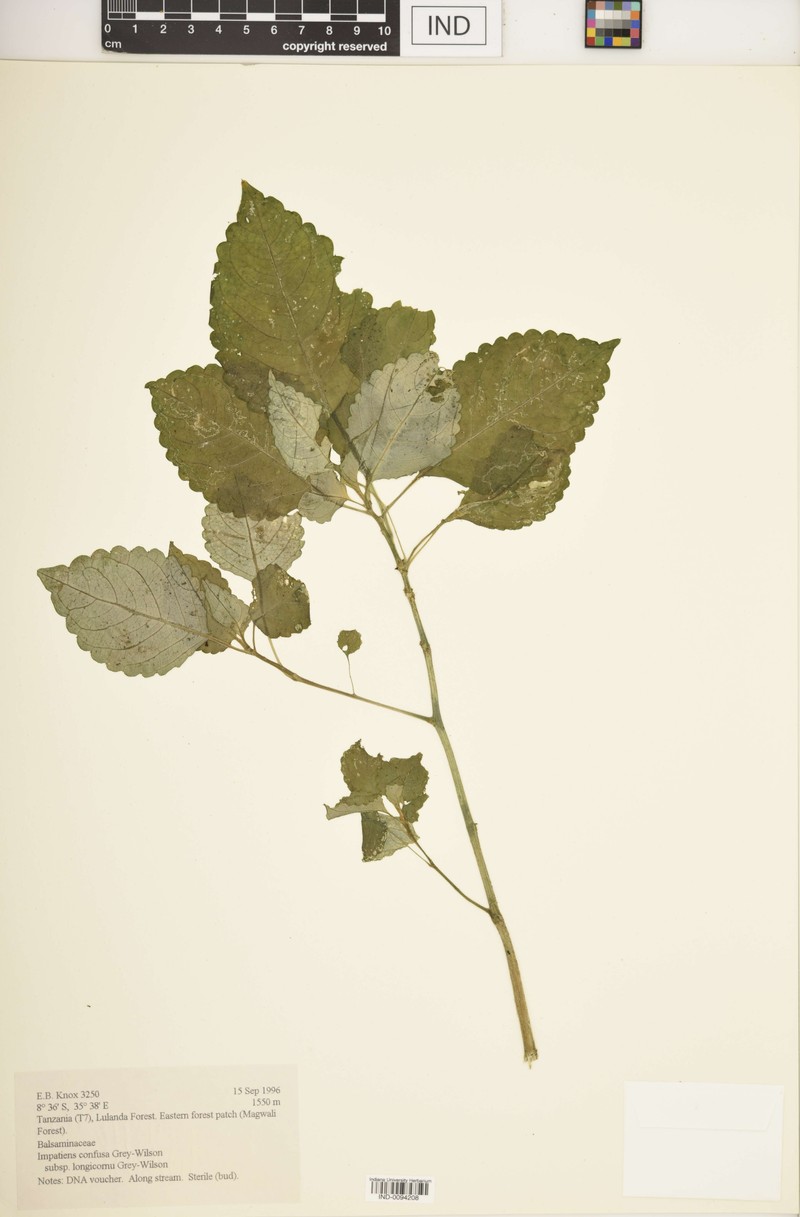 Impatiens confusa subsp. longicornu photo 3