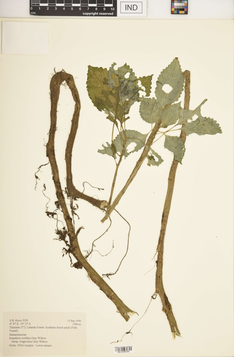 Impatiens confusa subsp. longicornu photo 4