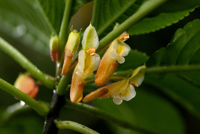 Impatiens congolensis photo 2