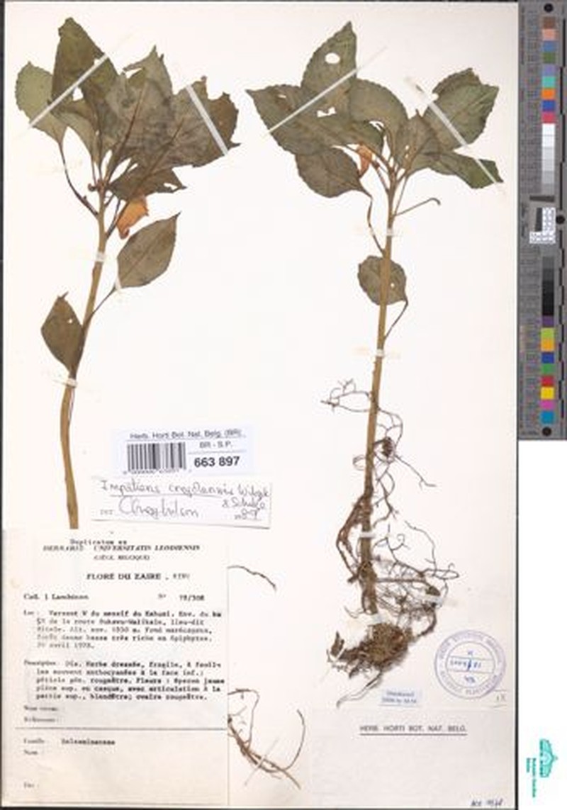 Impatiens congolensis photo 4