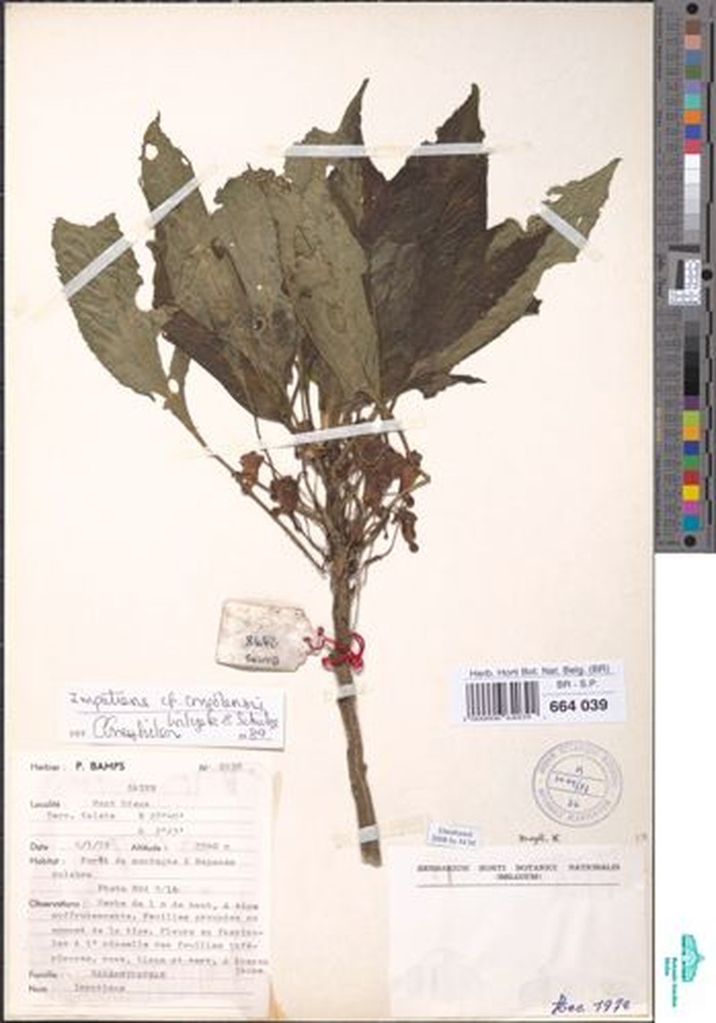 Impatiens congolensis photo 5