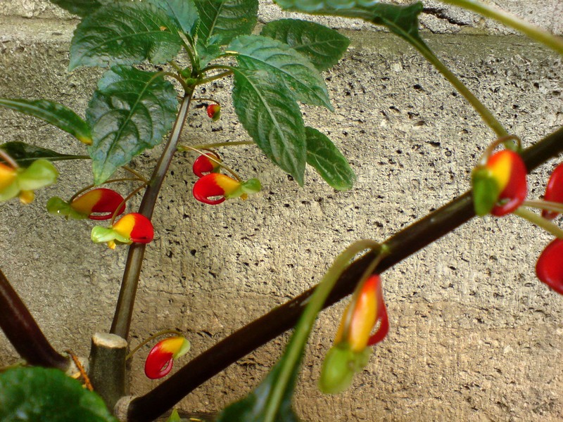 Impatiens congolensis