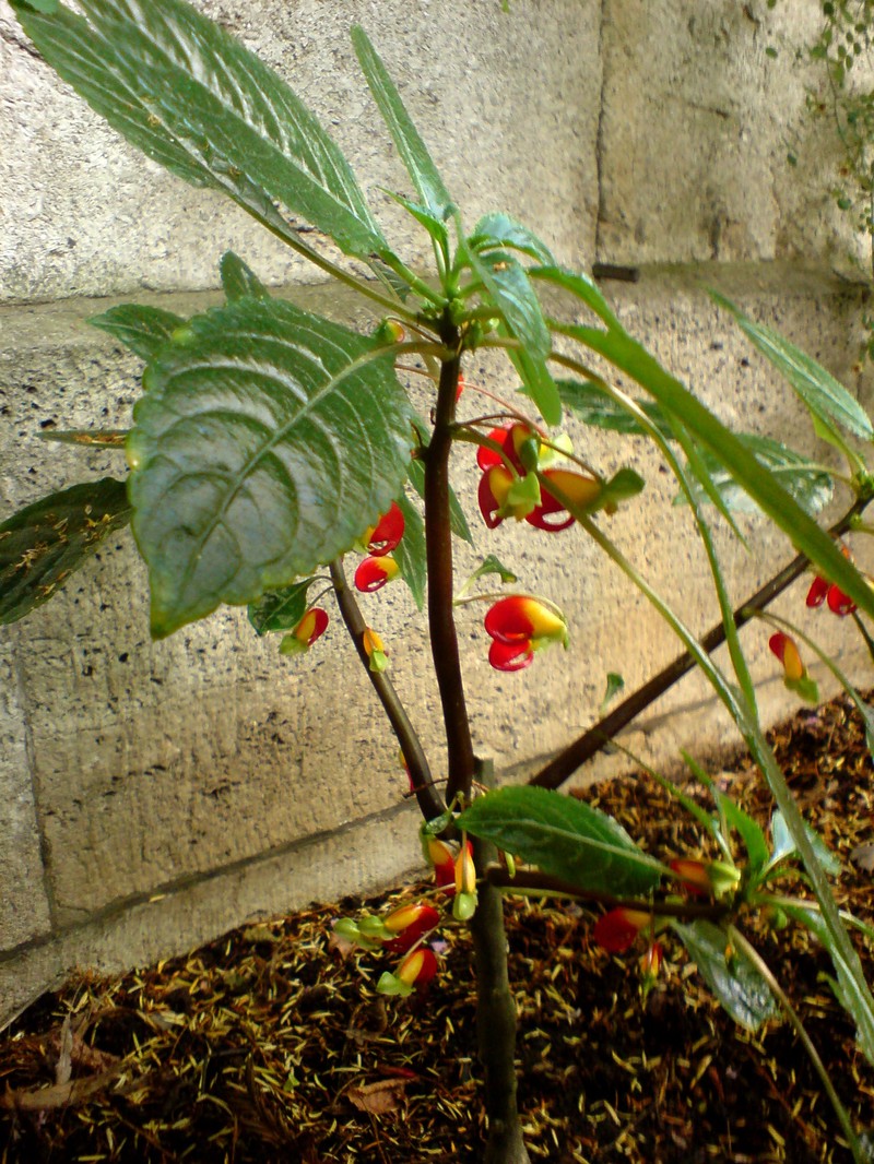 Impatiens congolensis photo 7