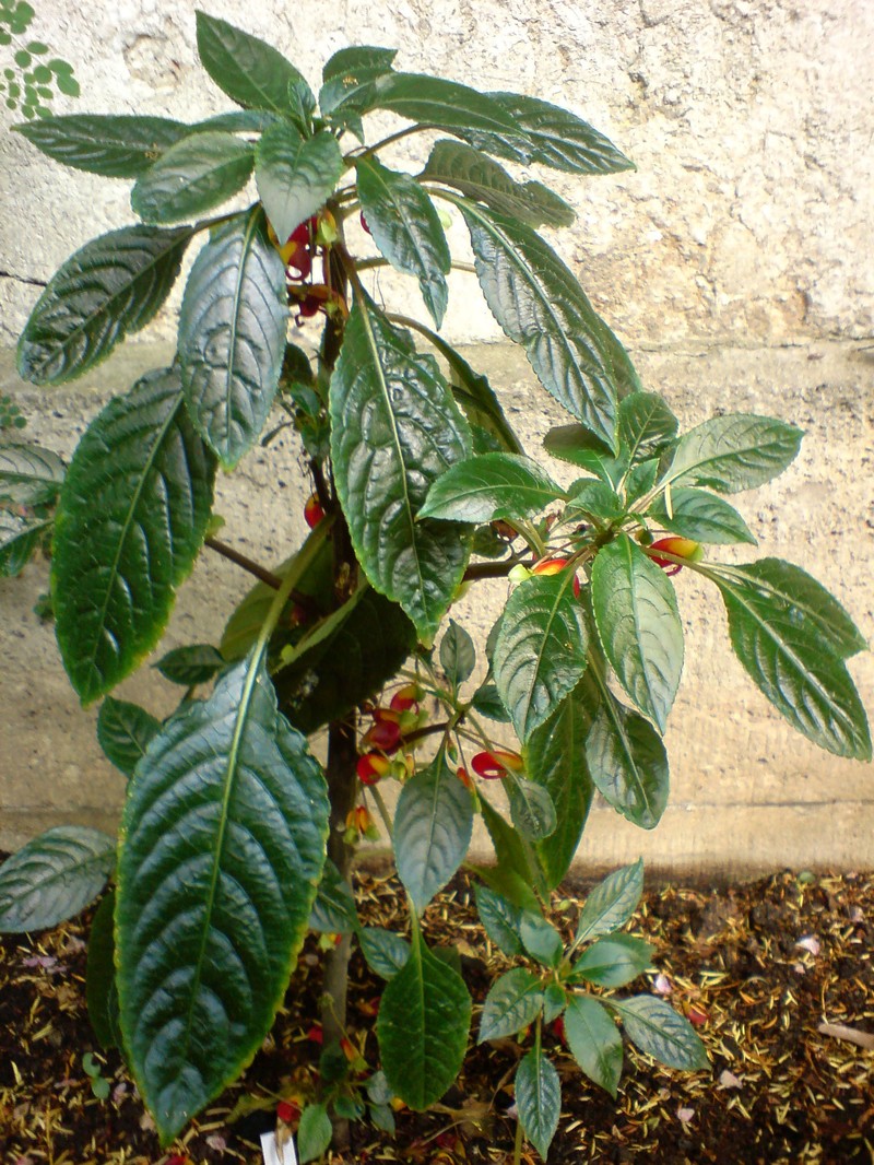 Impatiens congolensis photo 8