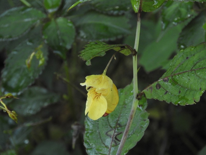 Impatiens corchorifolia