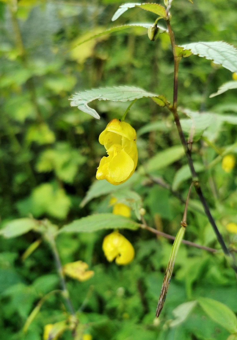 Impatiens corchorifolia photo 2