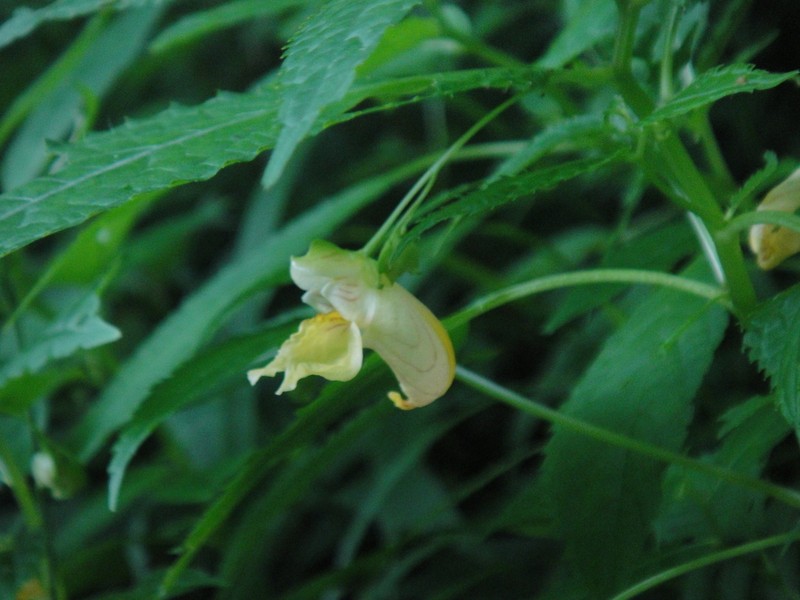 Impatiens corchorifolia photo 3