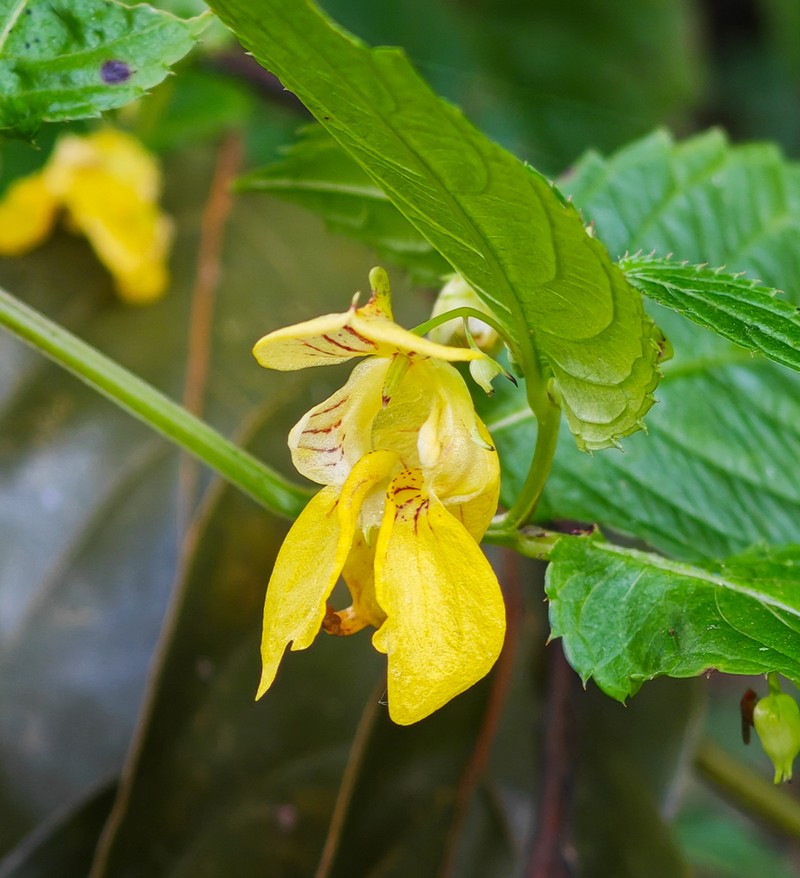 Impatiens corchorifolia photo 4