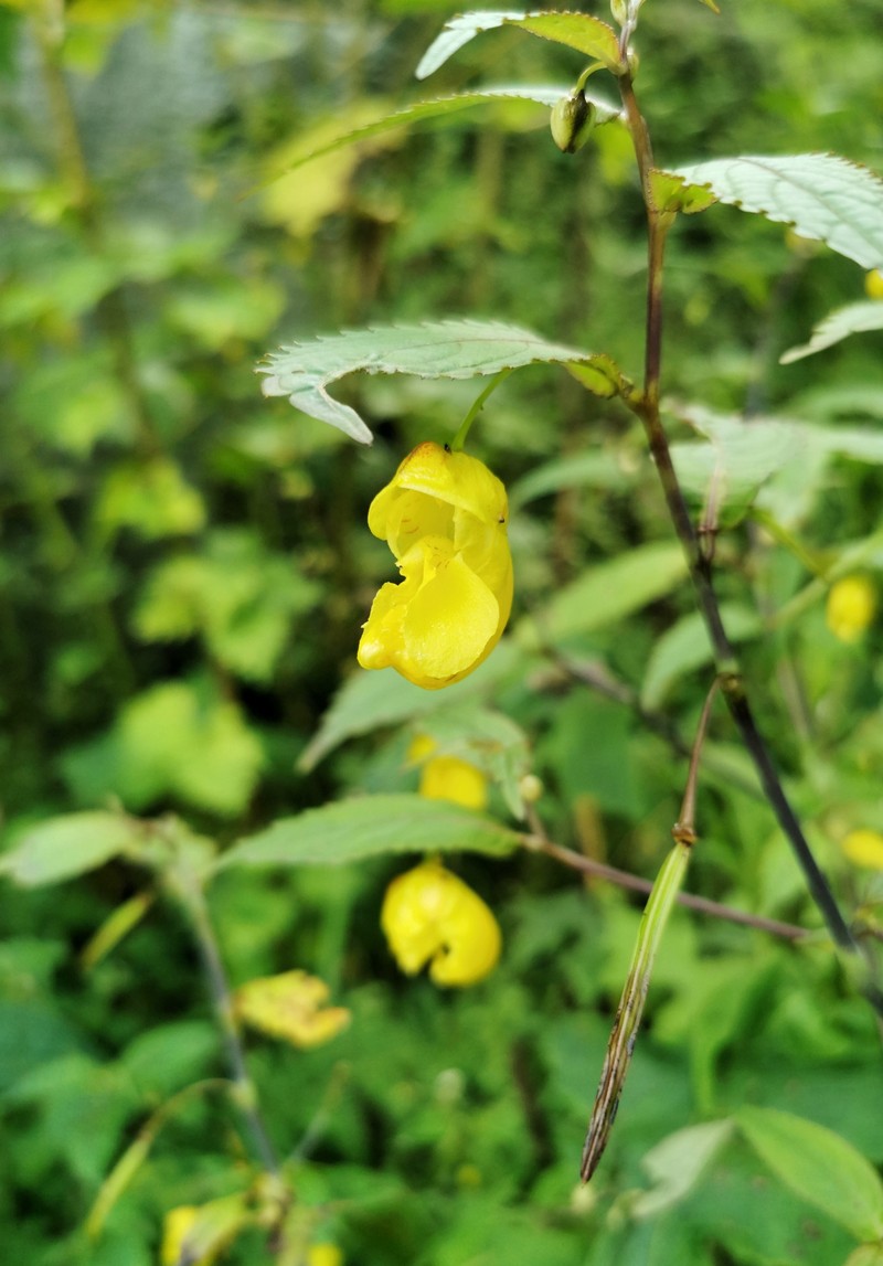 Impatiens corchorifolia photo 5