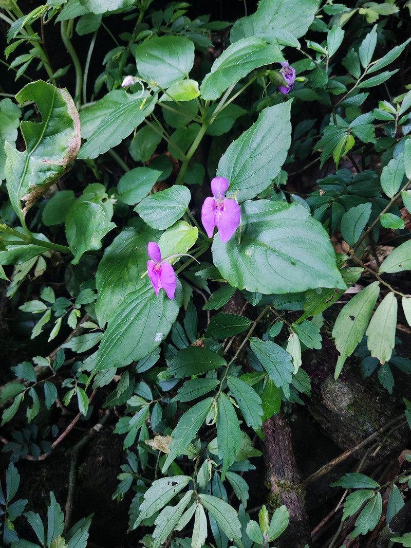 Impatiens cordata