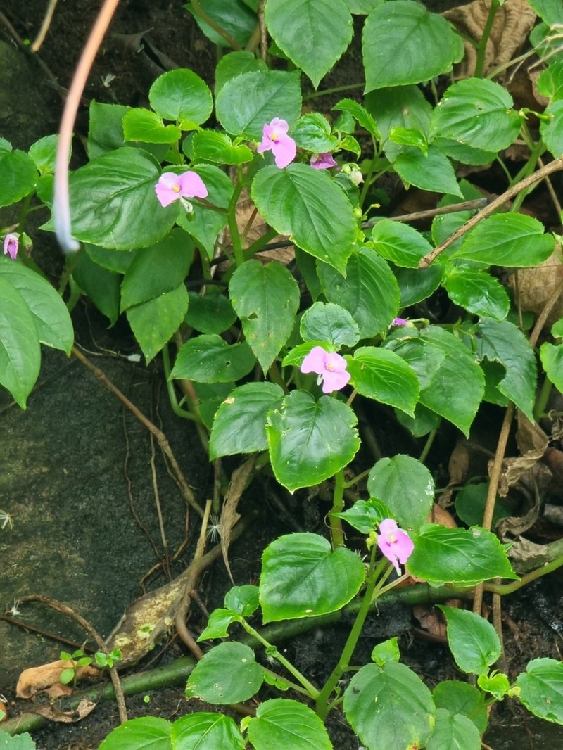 Impatiens cordata photo 2