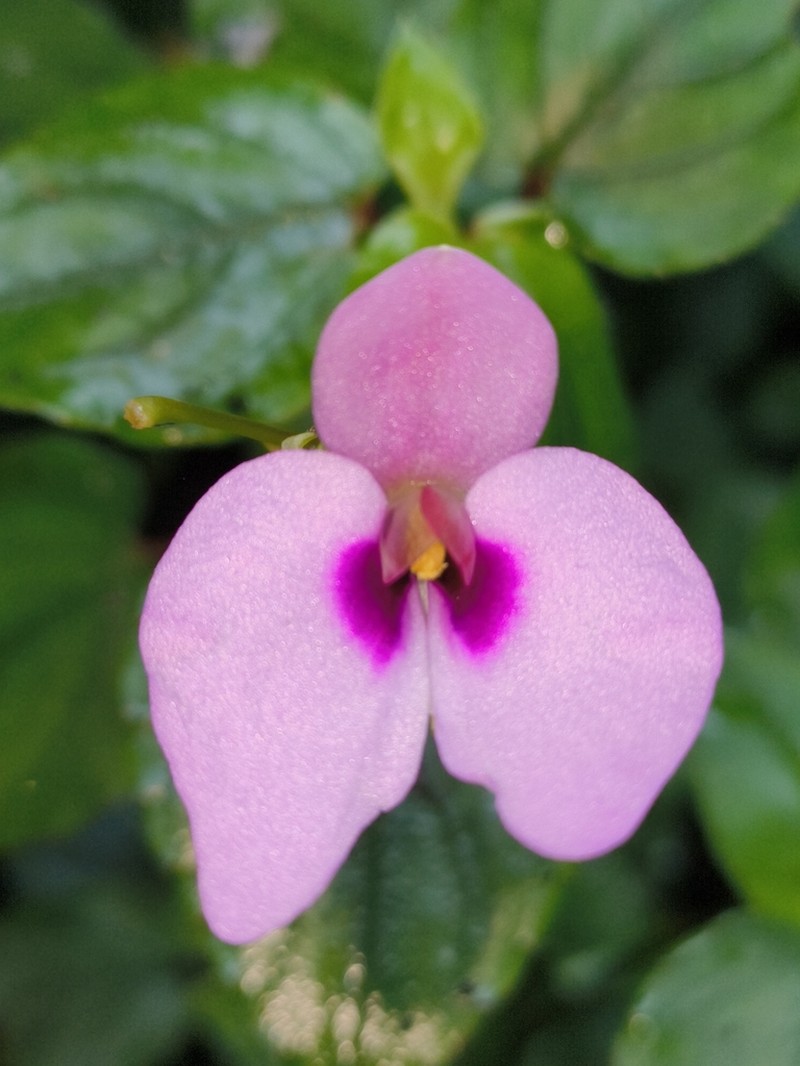 Impatiens cordata photo 3