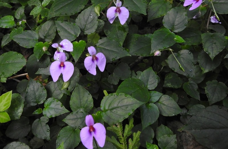 Impatiens cordata photo 4