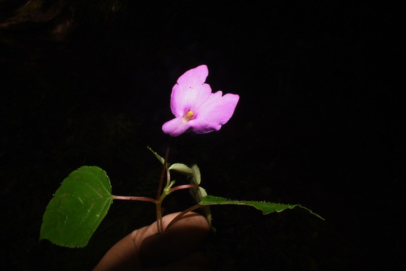 Impatiens cordata photo 5
