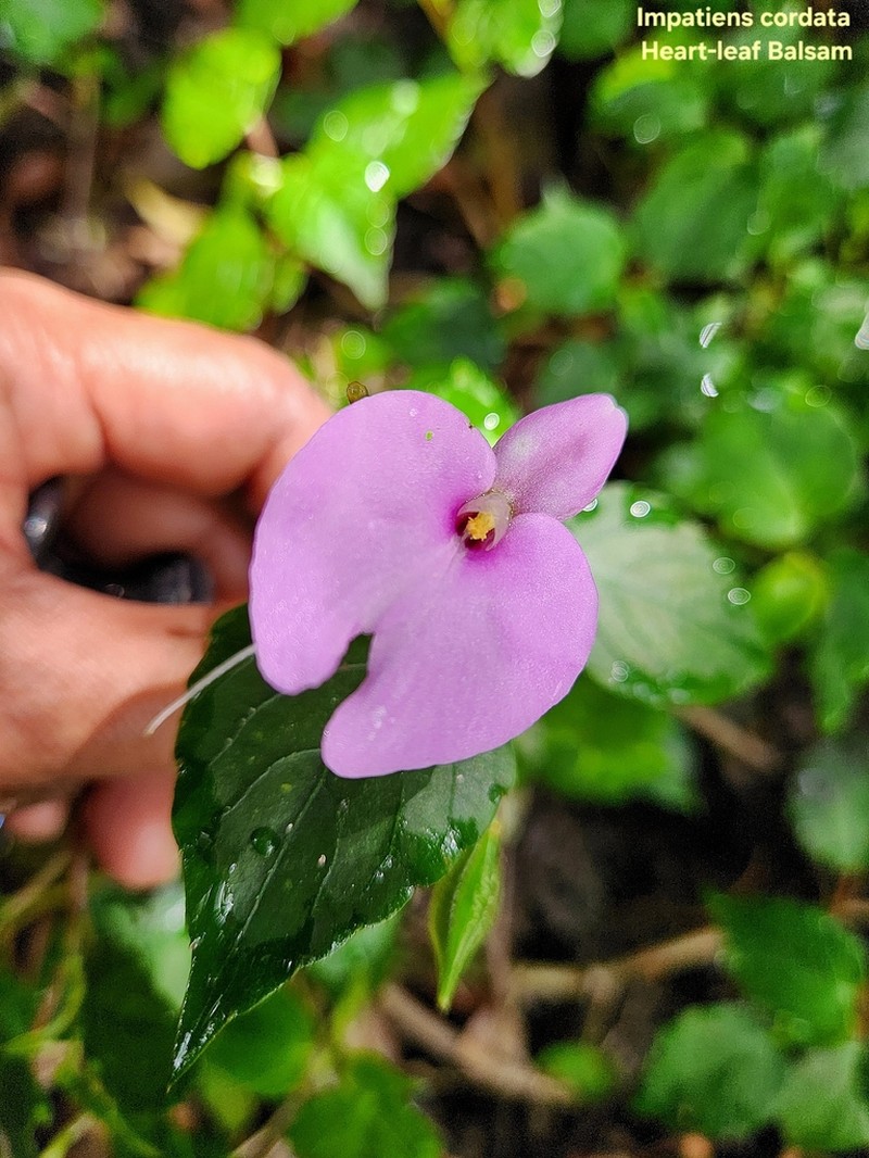 Impatiens cordata photo 6