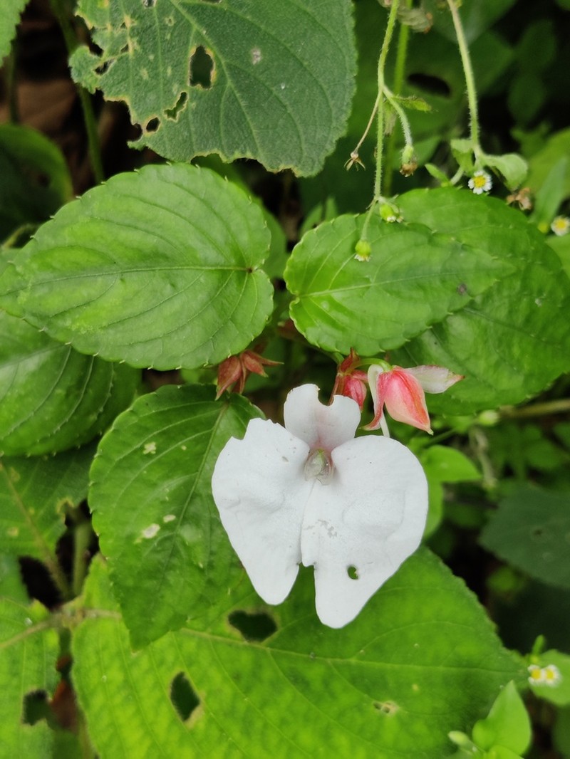 Impatiens cordata photo 7