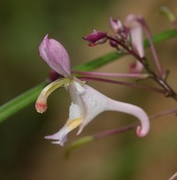 Impatiens cornigera