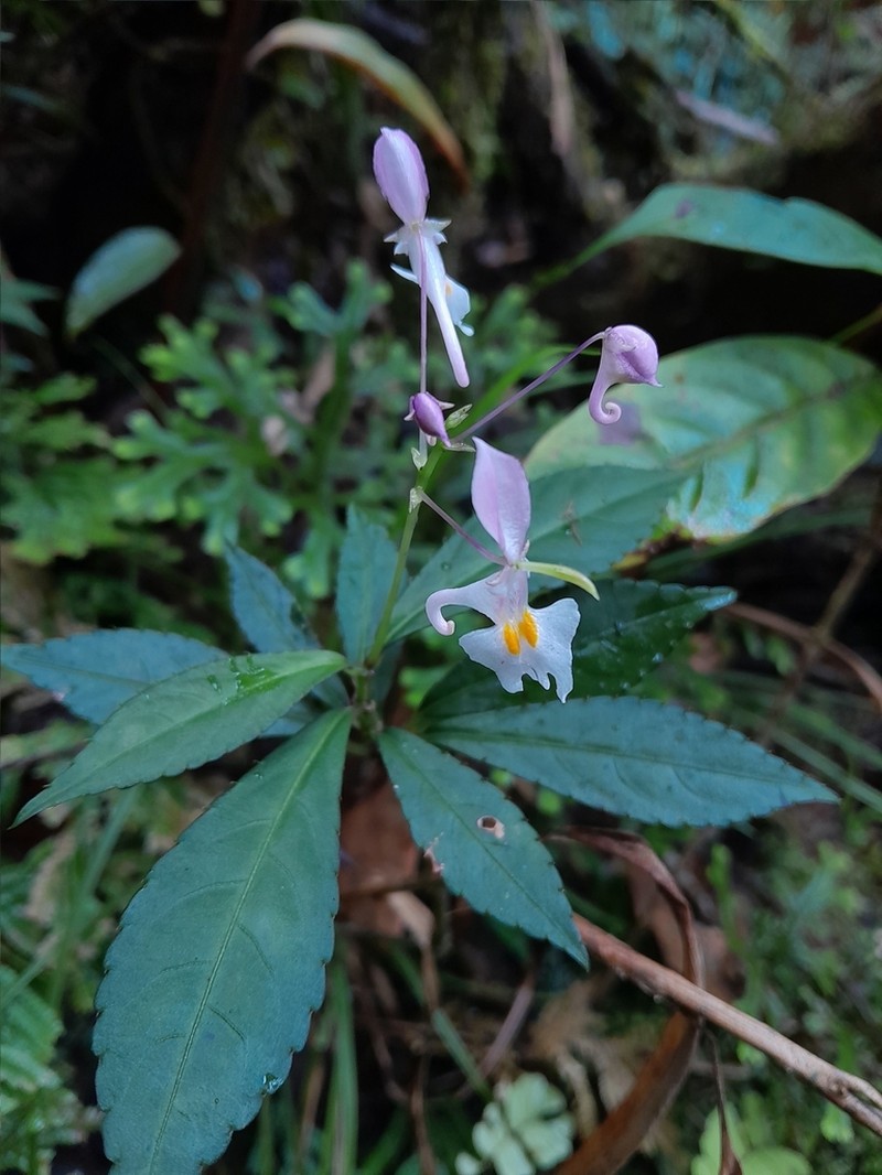 Impatiens cornigera photo 2