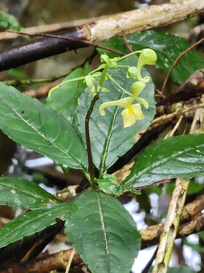Impatiens cornigera photo 3