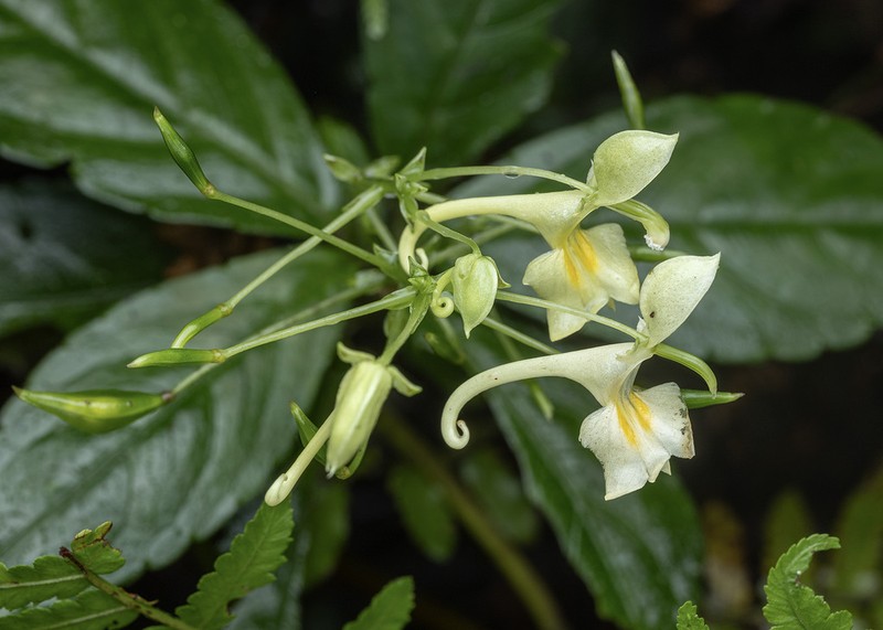 Impatiens cornigera photo 4