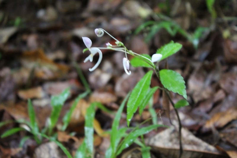 Impatiens cornigera photo 5
