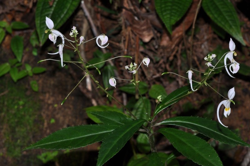 Impatiens cornigera photo 6