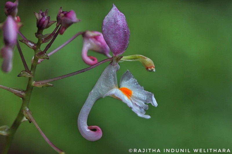 Impatiens cornigera photo 7