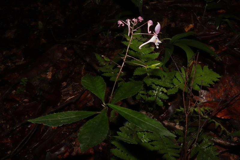 Impatiens cornigera photo 8