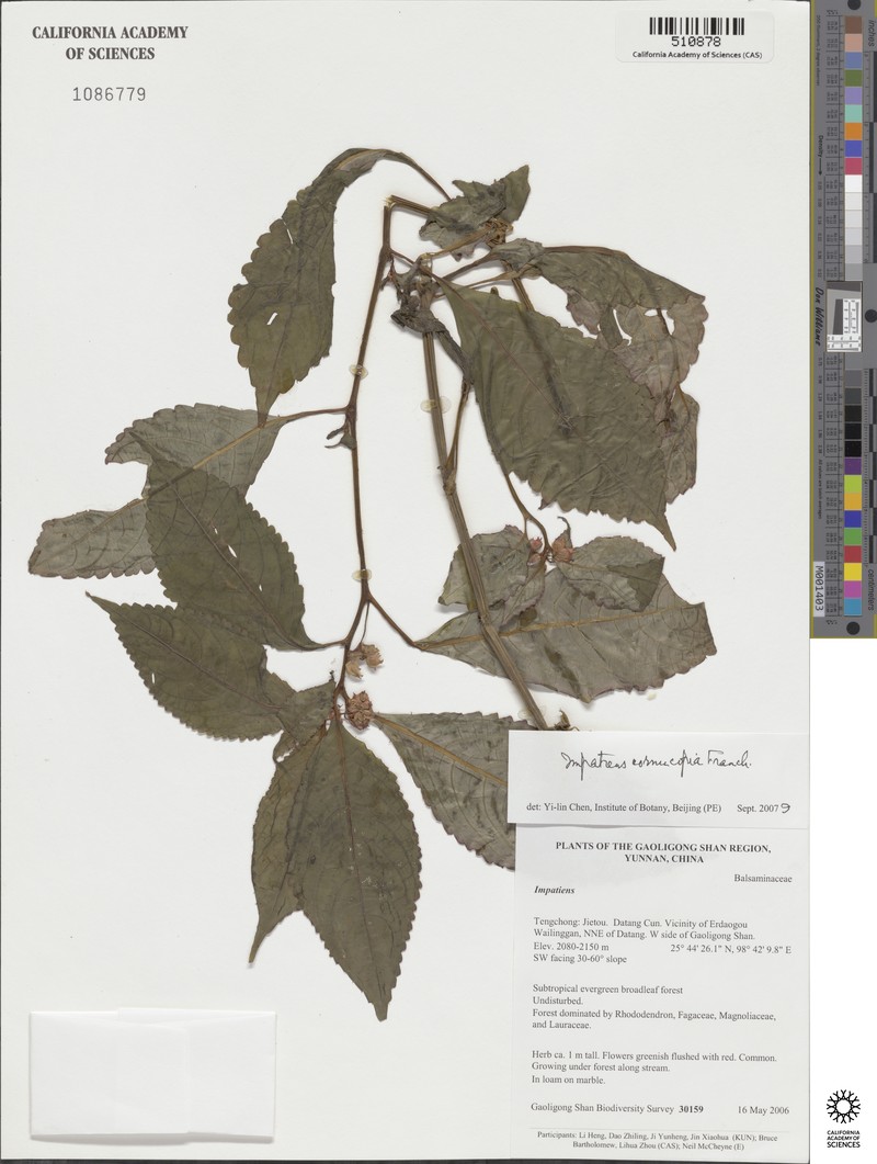 Impatiens cornucopia