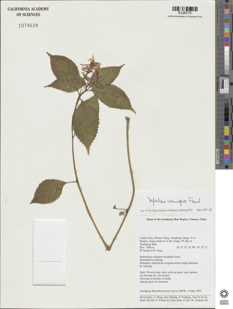Impatiens cornucopia photo 2