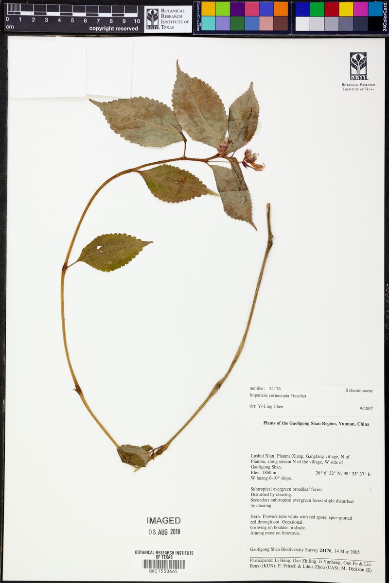 Impatiens cornucopia photo 3