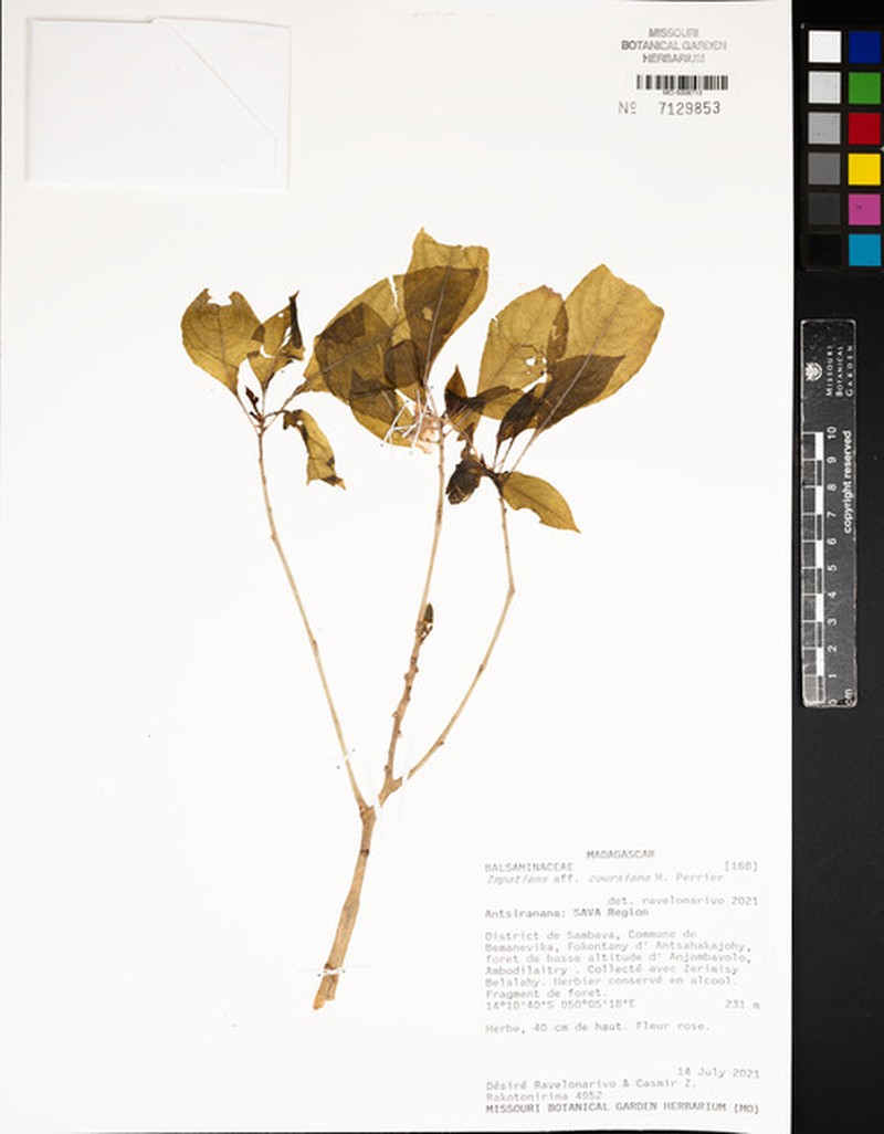 Impatiens coursiana