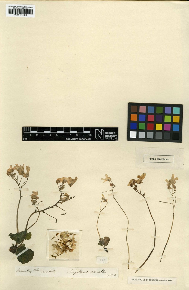 Impatiens crenata