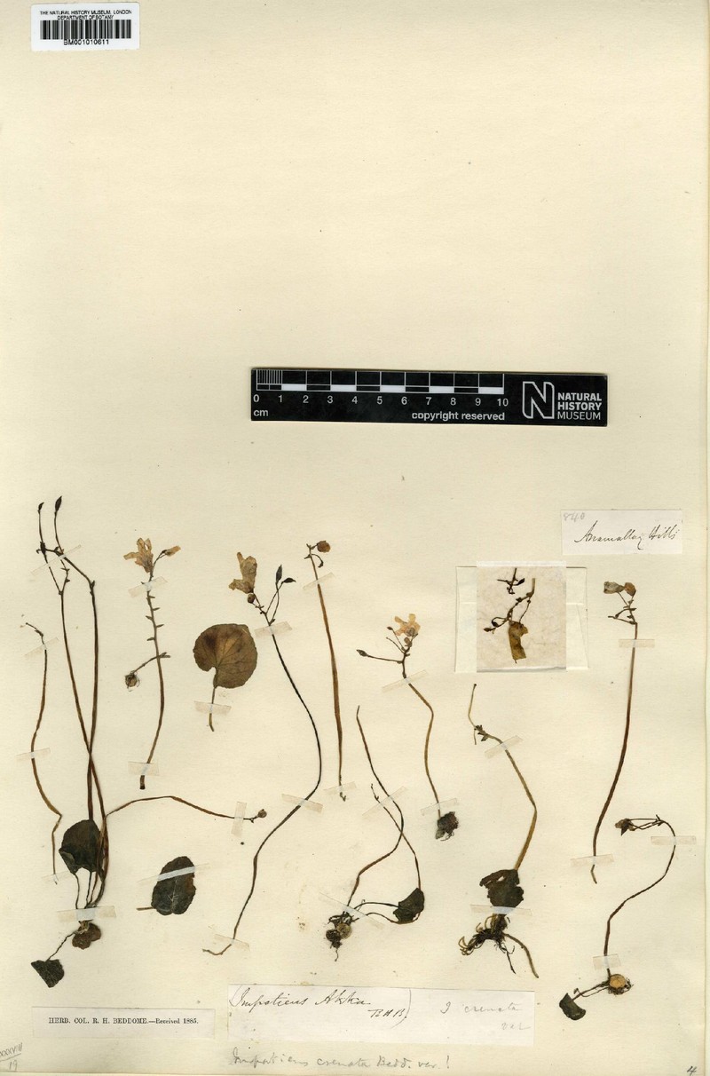 Impatiens crenata photo 2