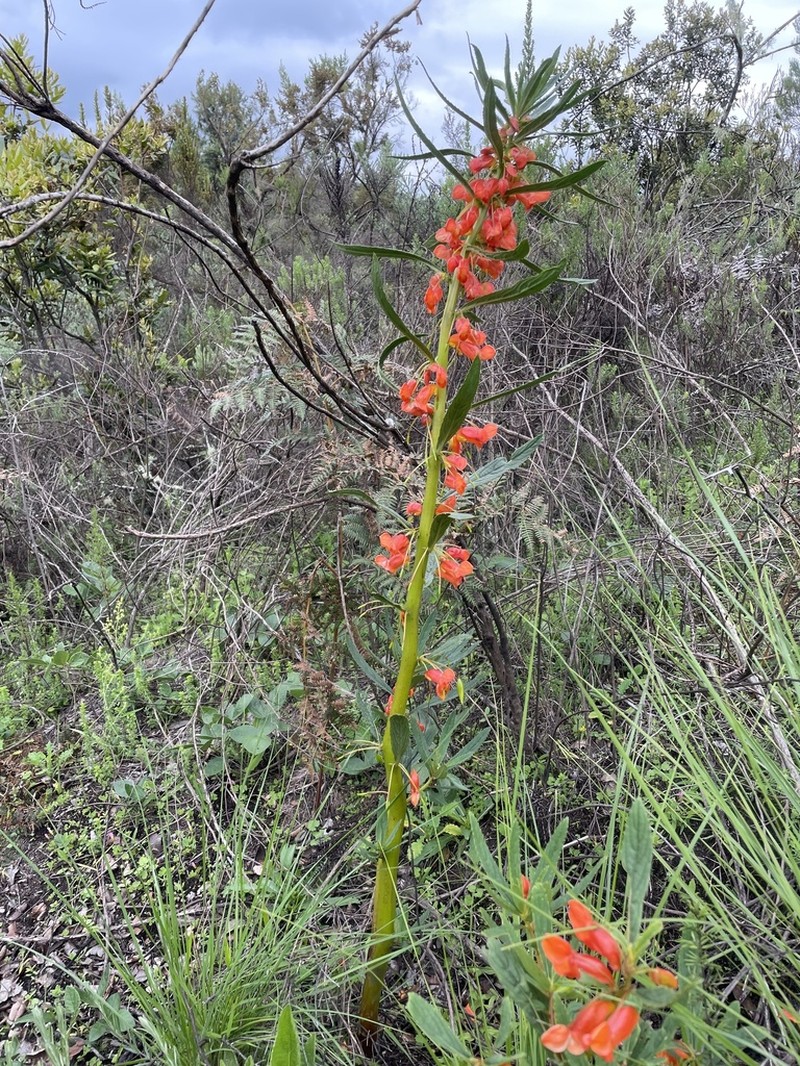 Impatiens cribbii