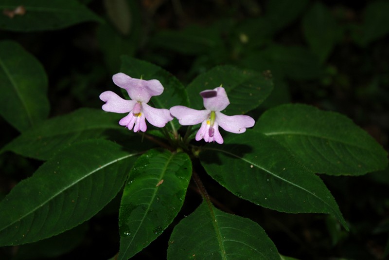 Impatiens curtisii