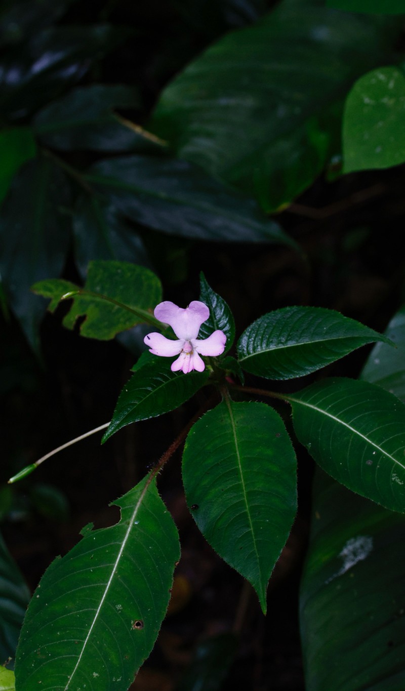 Impatiens curtisii photo 2