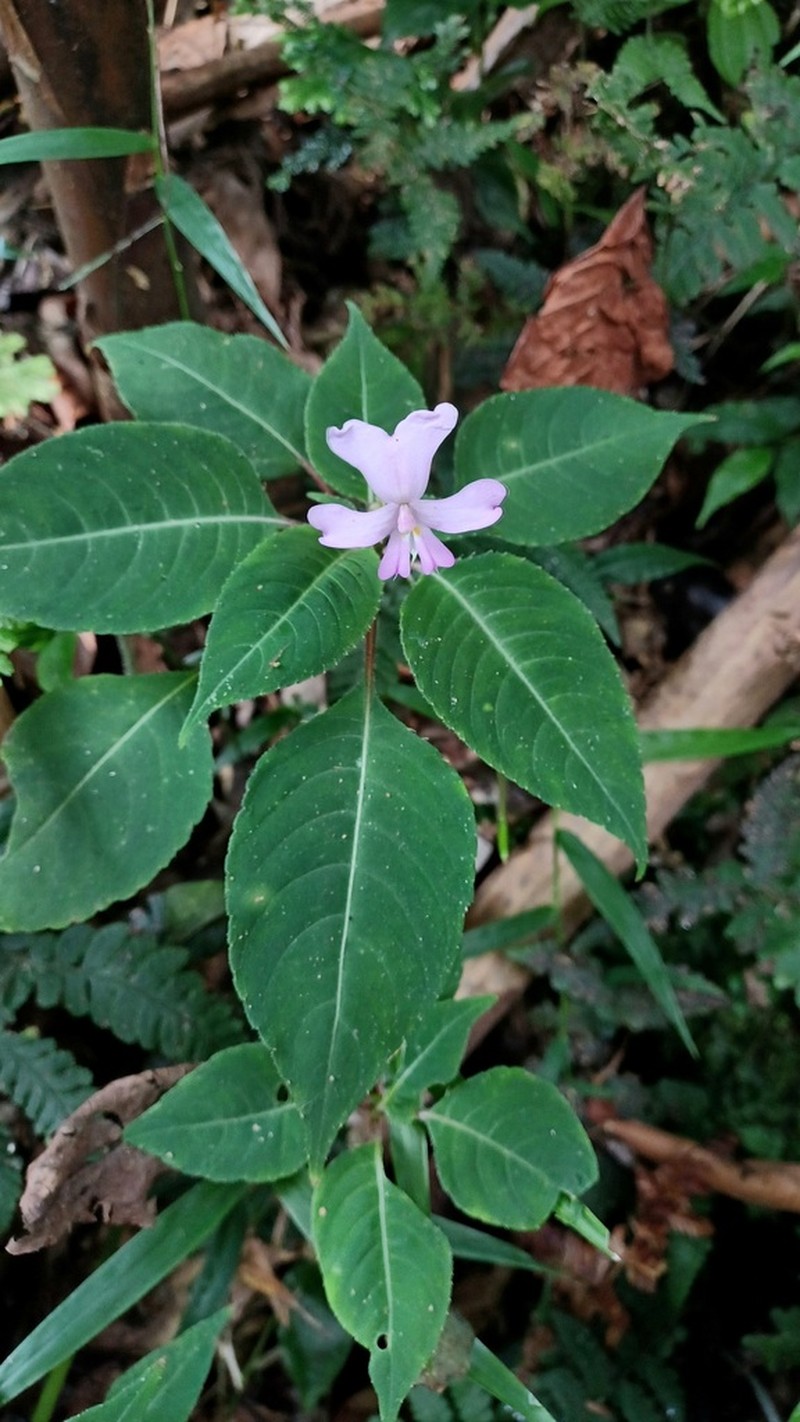 Impatiens curtisii photo 3