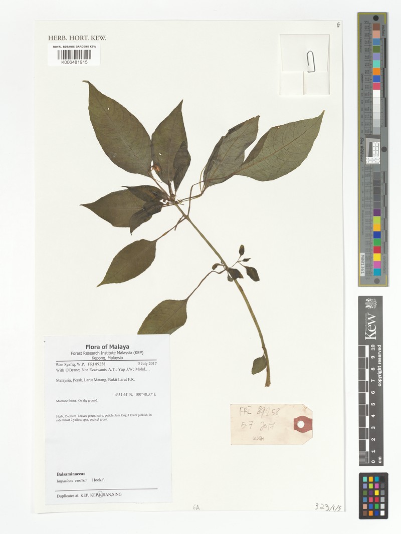 Impatiens curtisii photo 7
