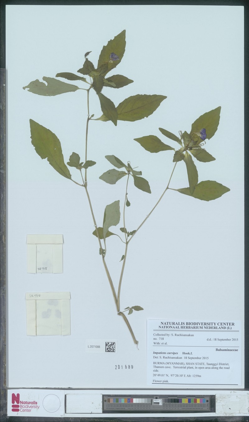 Impatiens curvipes