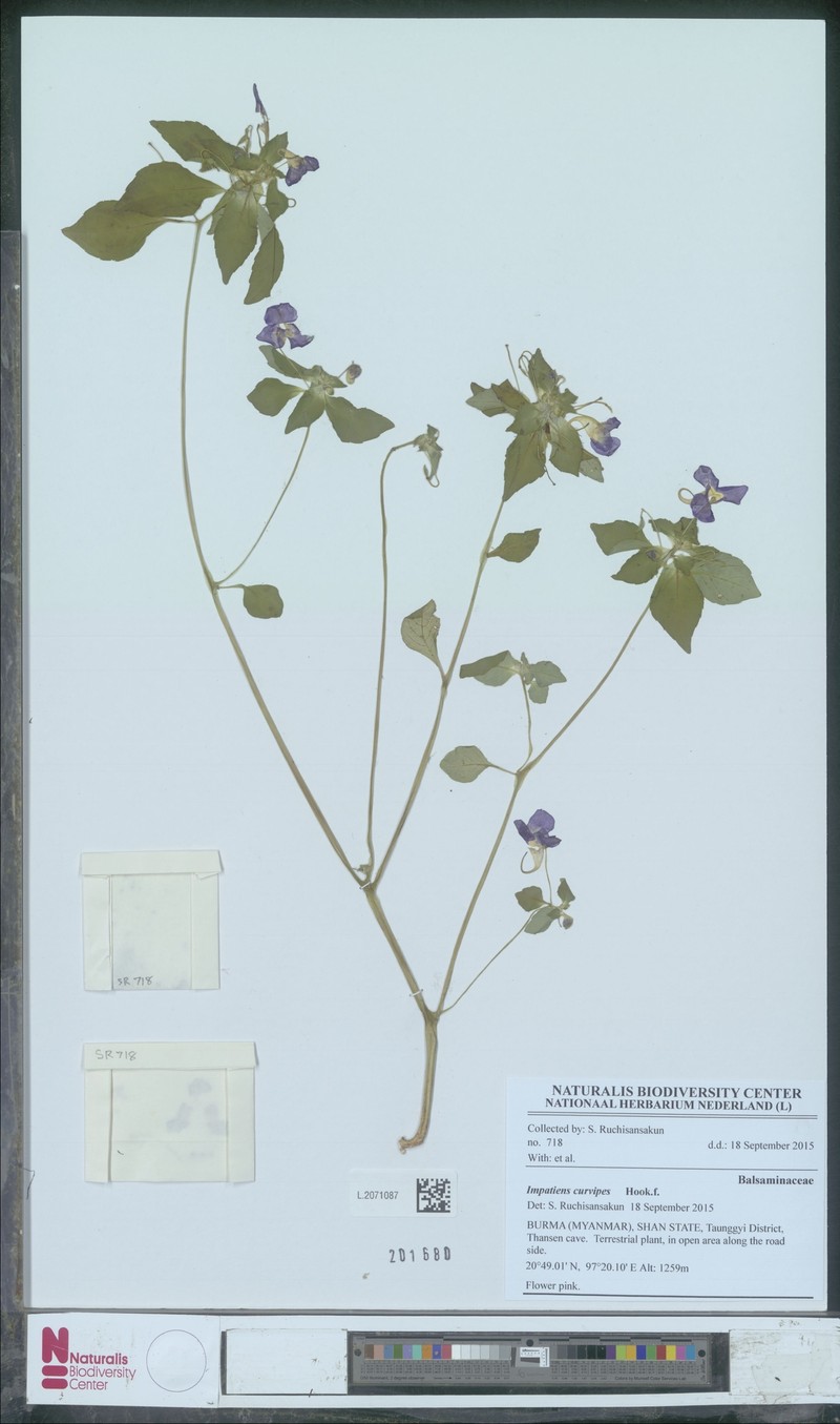Impatiens curvipes photo 2