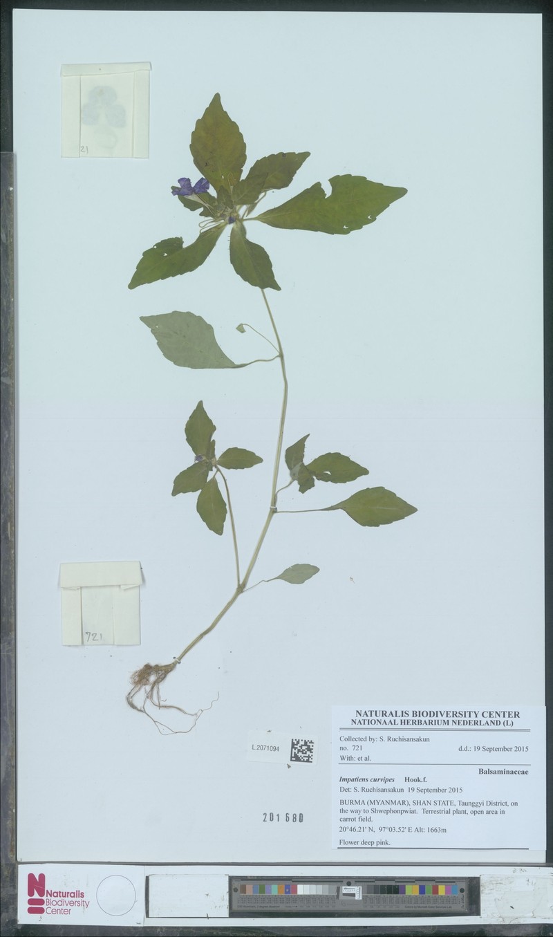 Impatiens curvipes photo 4