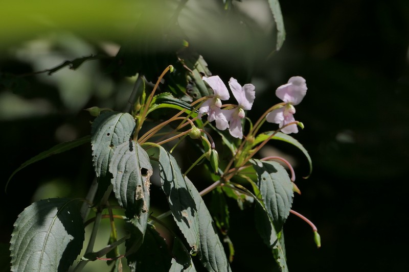 Impatiens cuspidata