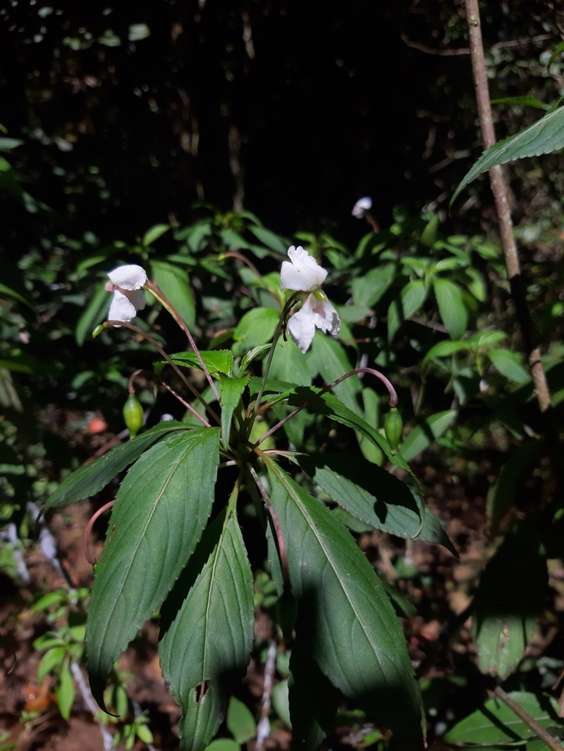 Impatiens cuspidata photo 2