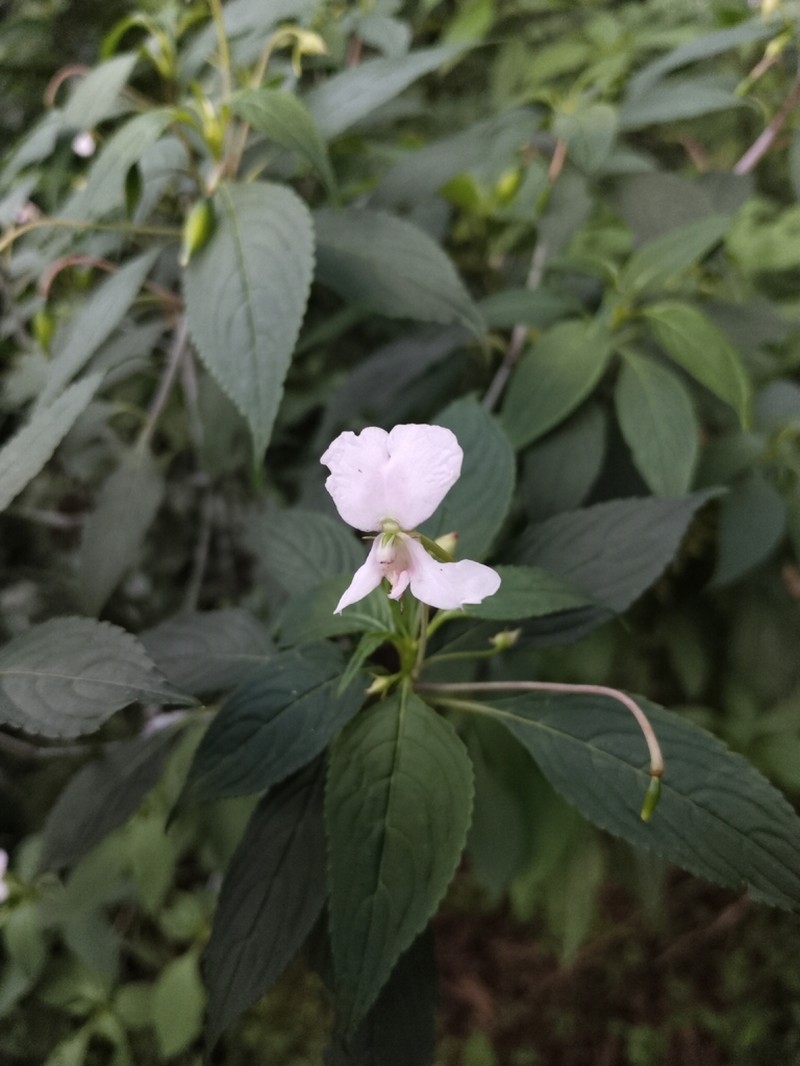 Impatiens cuspidata photo 3